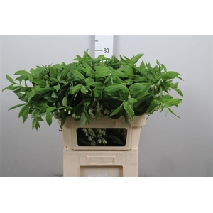 Polygonatum Multiflo