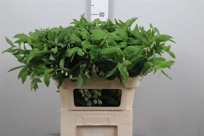 <h4>Polygonatum Multiflo</h4>