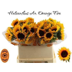 Helianthus Orange Fire
