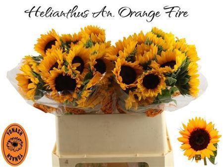 <h4>Helianthus Orange Fire</h4>