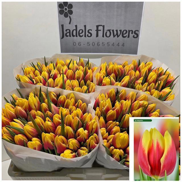 <h4>TU EN JAN SEIGNETTE</h4>