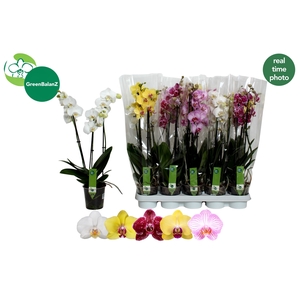 PHAL GEM 5 KL