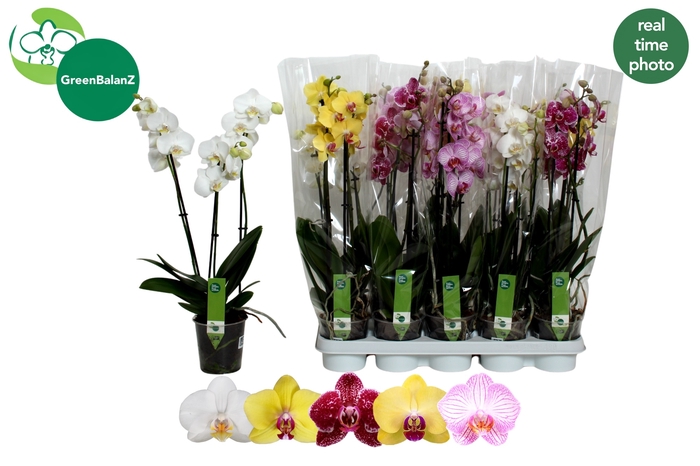 <h4>PHAL GEM 5 KL</h4>