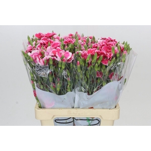 Dianthus Sp Symply Cherry