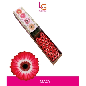 Ge Mi Macy - Fust 614