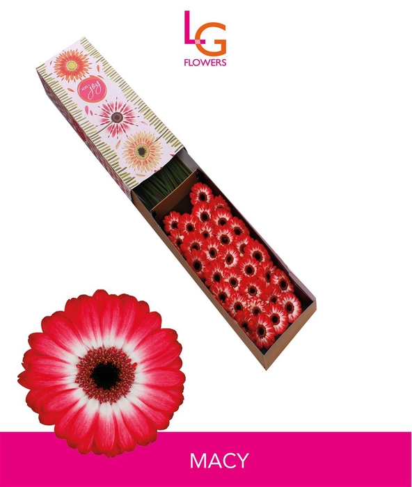 <h4>Germini Macy Doos</h4>