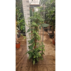 Syngonium   ...