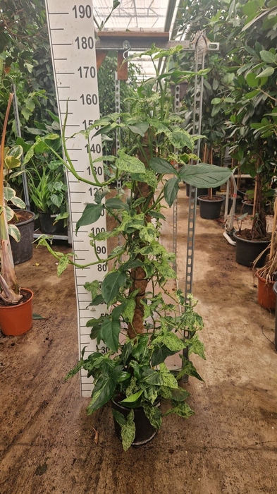 <h4>Syngonium   ...</h4>