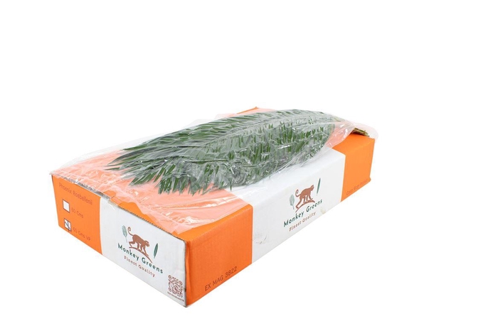 <h4>Phoenix 60cm V P</h4>