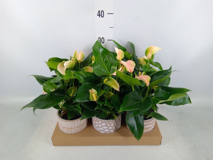 <h4>Anthurium andr. 'Joli Peach'</h4>