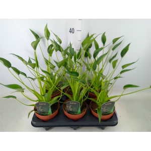 Alocasia  'Tiny Dancers'