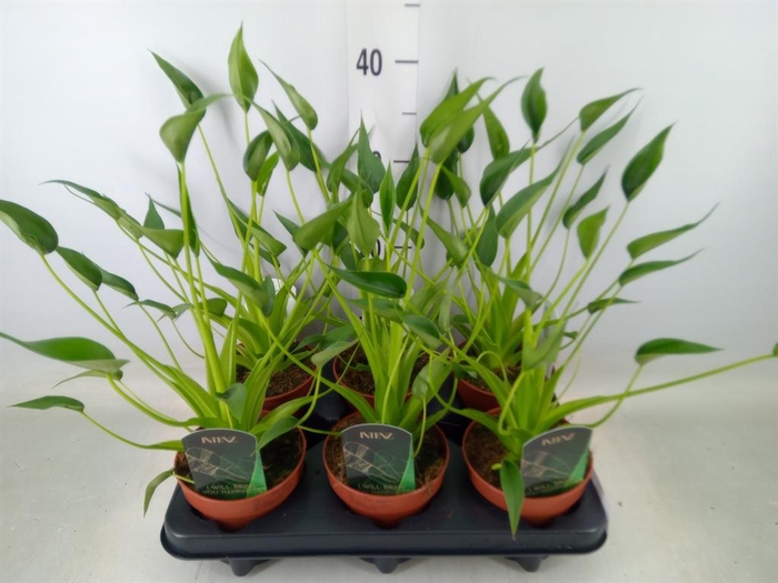 <h4>Alocasia  'Tiny Dancers'</h4>