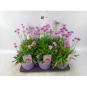 Armeria   ...