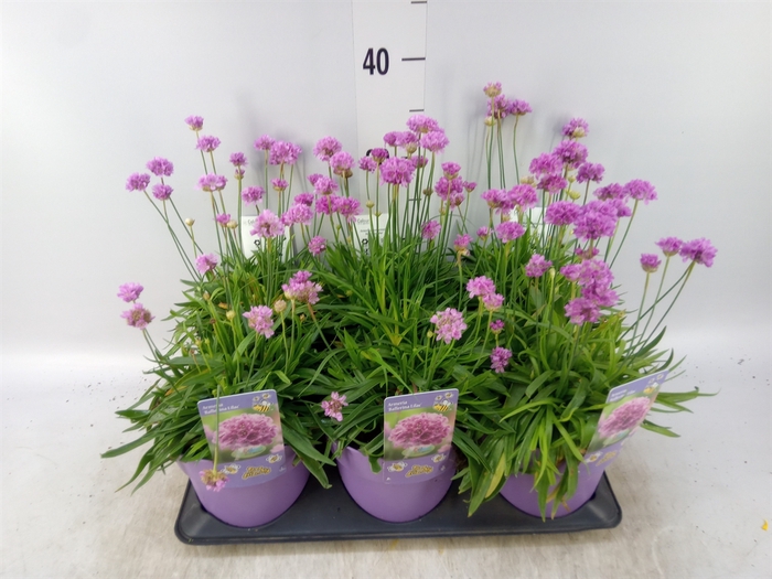 <h4>Armeria   ...</h4>