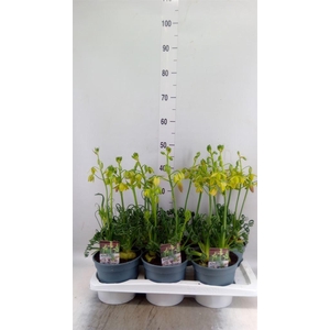 Albuca spiralis 'Frizzle Sizzle'