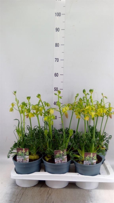 <h4>Albuca spiralis 'Frizzle Sizzle'</h4>