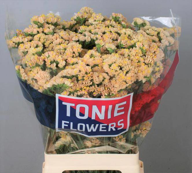 <h4>Statice Glow Sun Birds Tonie</h4>