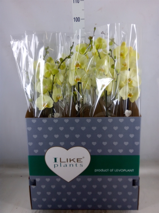 <h4>Phalaenopsis   ...yellow</h4>