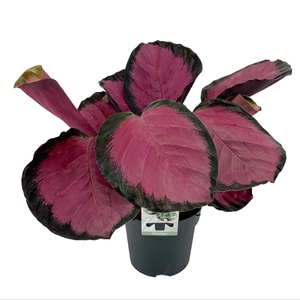 Calathea Rosepicta Misty Red