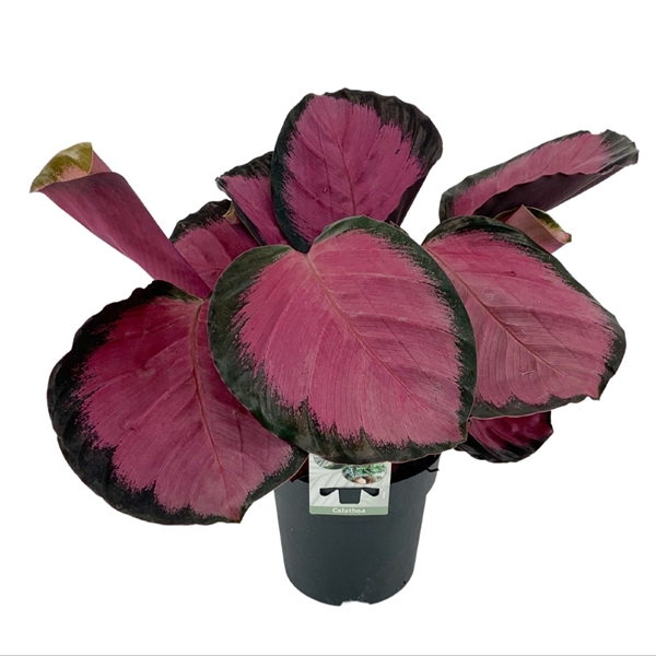 <h4>Calathea Rosepicta Misty Red</h4>