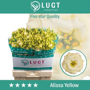 LIS G ALISSA YELLOW