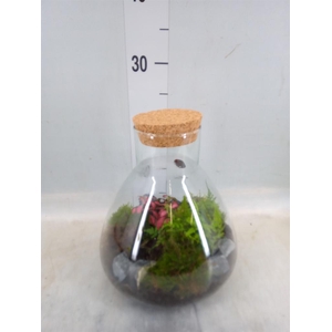 Arr.   Kamerplant Groen H%