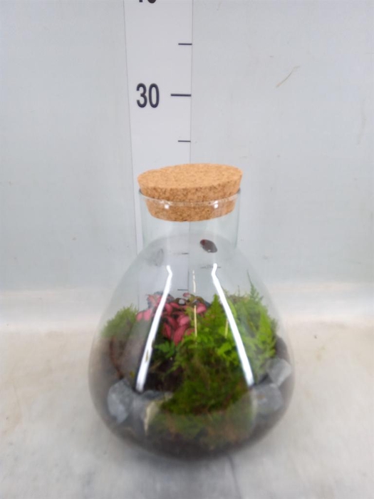 <h4>Arr. Kamerplant Groen H%</h4>