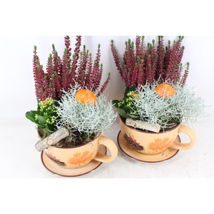 arr4 Outdoor MB - Kop en schotel orange kalan.