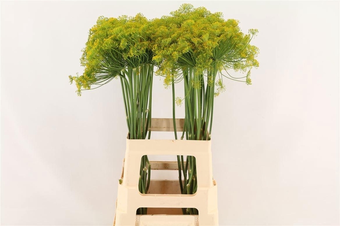 <h4>ANET GRAVEOLENS</h4>