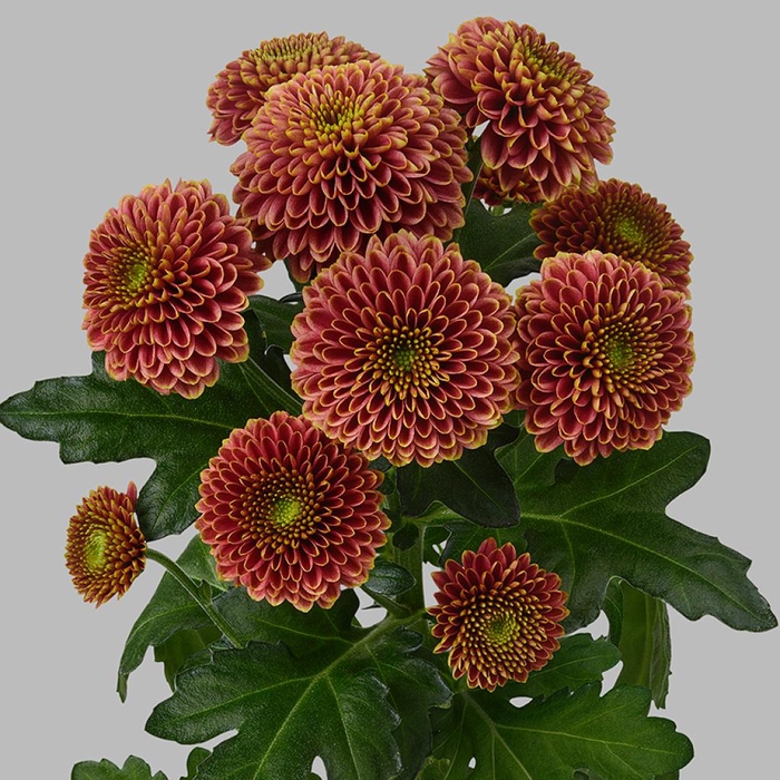 <h4>CHR SAN DORIA CHERRY</h4>
