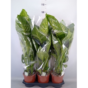 Dieffenbachia seg. 'Tropic Snow'