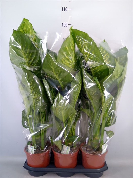 <h4>Dieffenbachia seg. 'Tropic Snow'</h4>