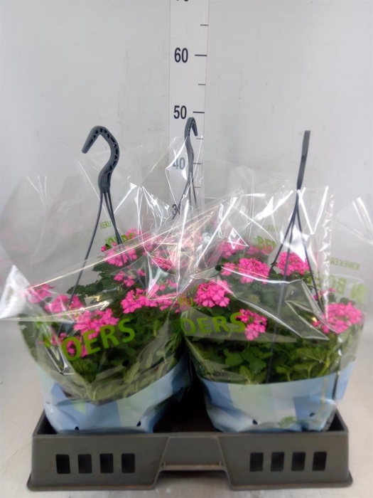 <h4>Verbena   ...</h4>