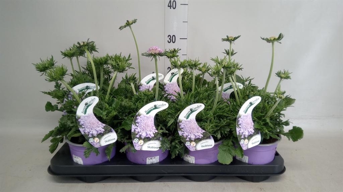 <h4>Scabiosa columb.</h4>