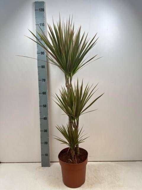 <h4>DRA MARG BICOLOR</h4>