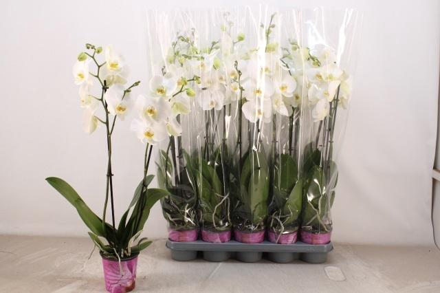 <h4>PHAL OV WIT</h4>