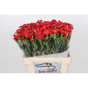 Dianthus Sp *