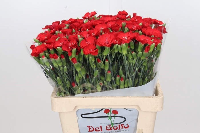 <h4>Dianthus Sp *</h4>