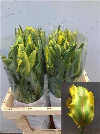 Tu Pa La Cour Parrot