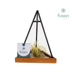 Glas Pyramide met metaal Small met Tillandsia Air plants
