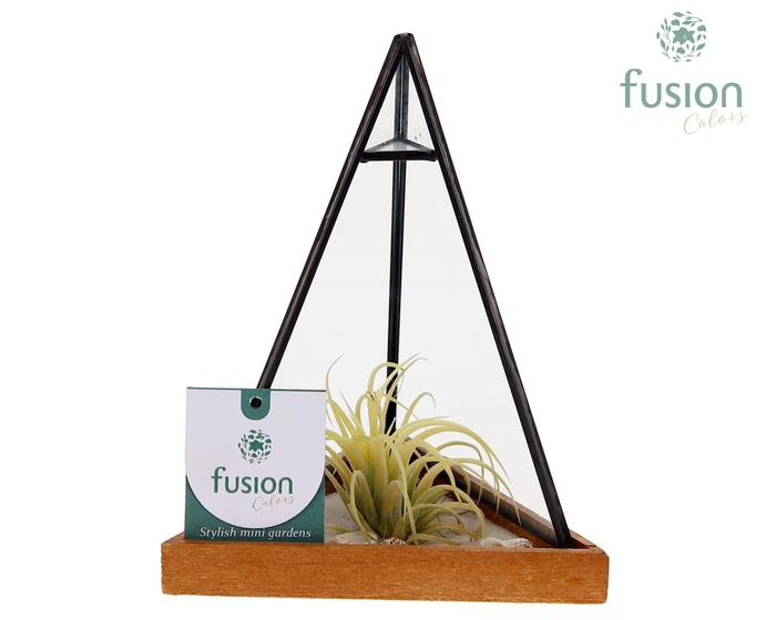 <h4>Glas Pyramide met metaal Small met Tillandsia Air plants</h4>