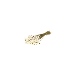 Acroclinium white