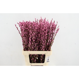 Salix Snowflake 70cm Pink