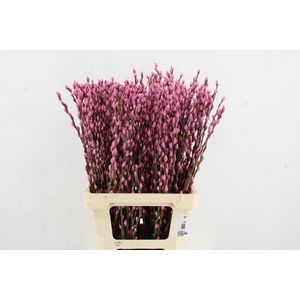 Salix Snowflake 70cm Pink