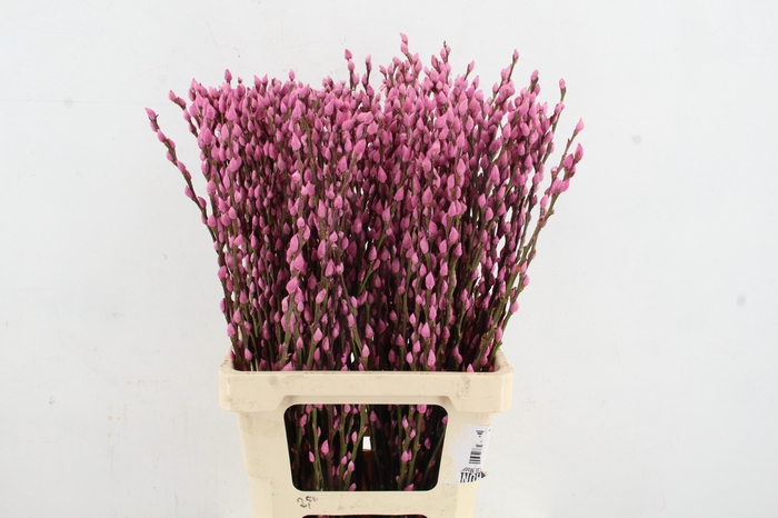 <h4>Salix Snowflake 70cm Pink</h4>