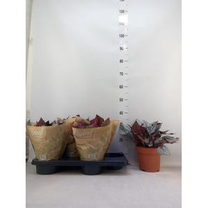 Begonia BD 'Beleaf'   ...mix