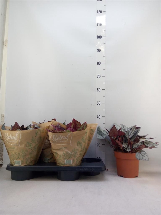 <h4>Begonia BD 'Beleaf'   ...mix</h4>