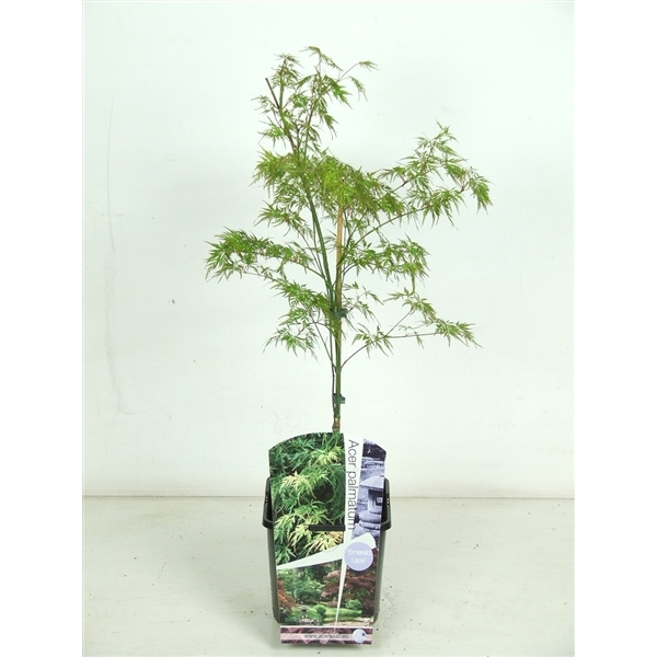 <h4>Acer palmatum 'Emerald Lace' P19</h4>