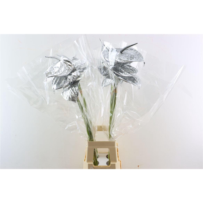 <h4>Anth A Ov Klbh Zilver</h4>