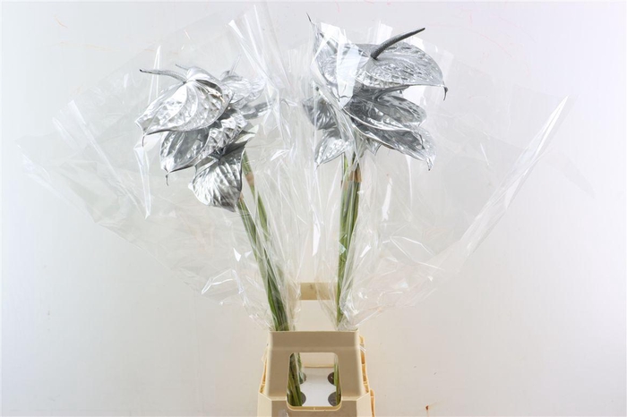 <h4>Anth A Ov Klbh Zilver</h4>